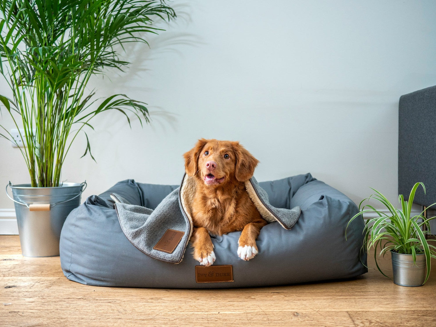 Pets Beds