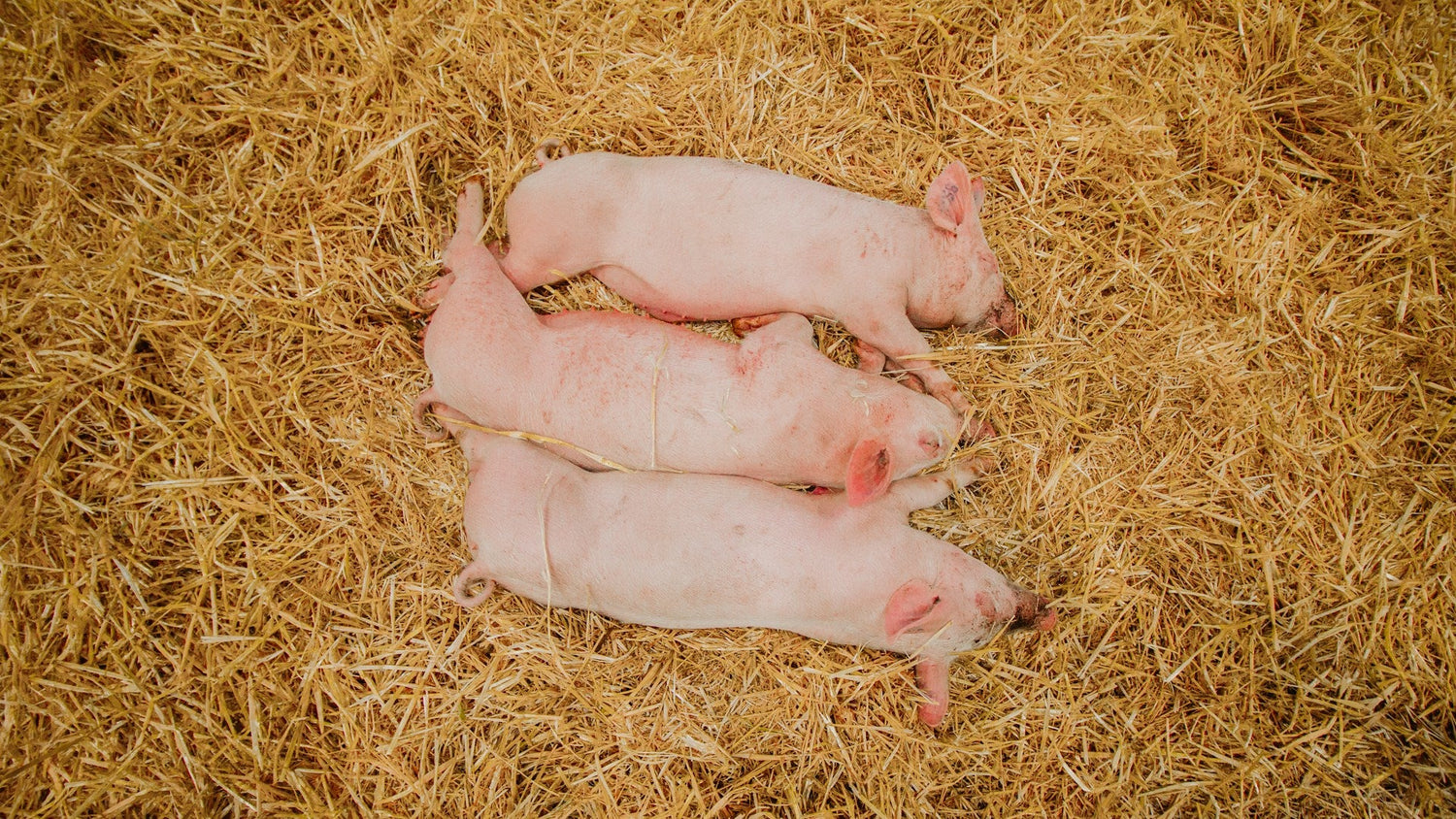 Small Farm Animals