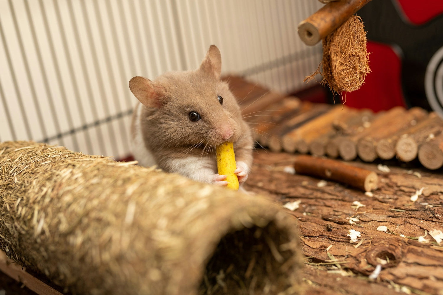 Small Pets