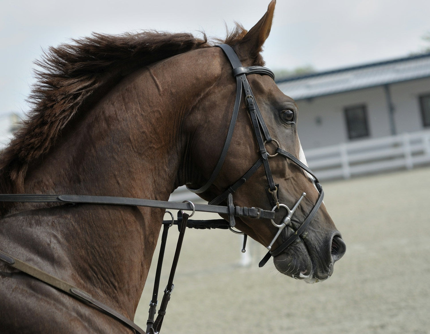 Horse Supplies