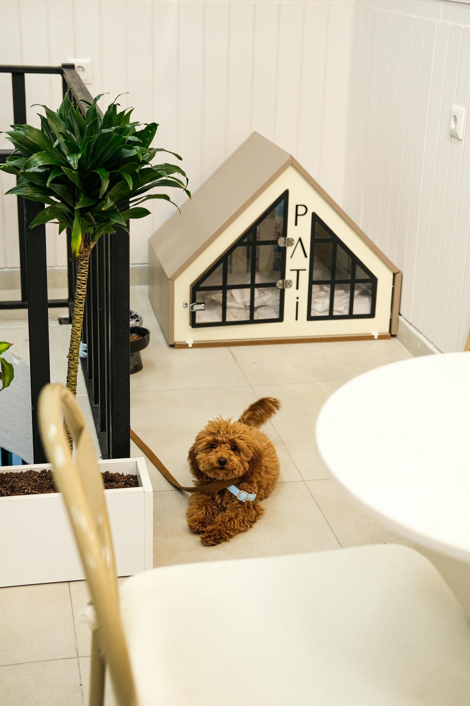 Pet Decor