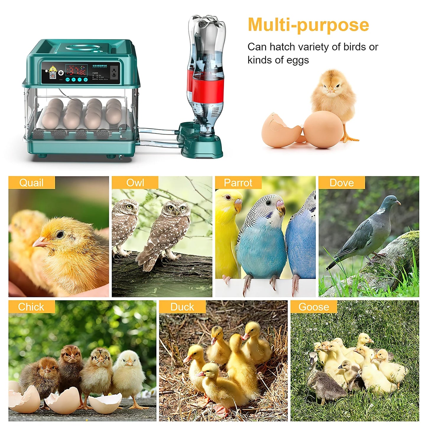 Automatic Egg Incubator 24 To 60 Eggs For Poultry Hatching