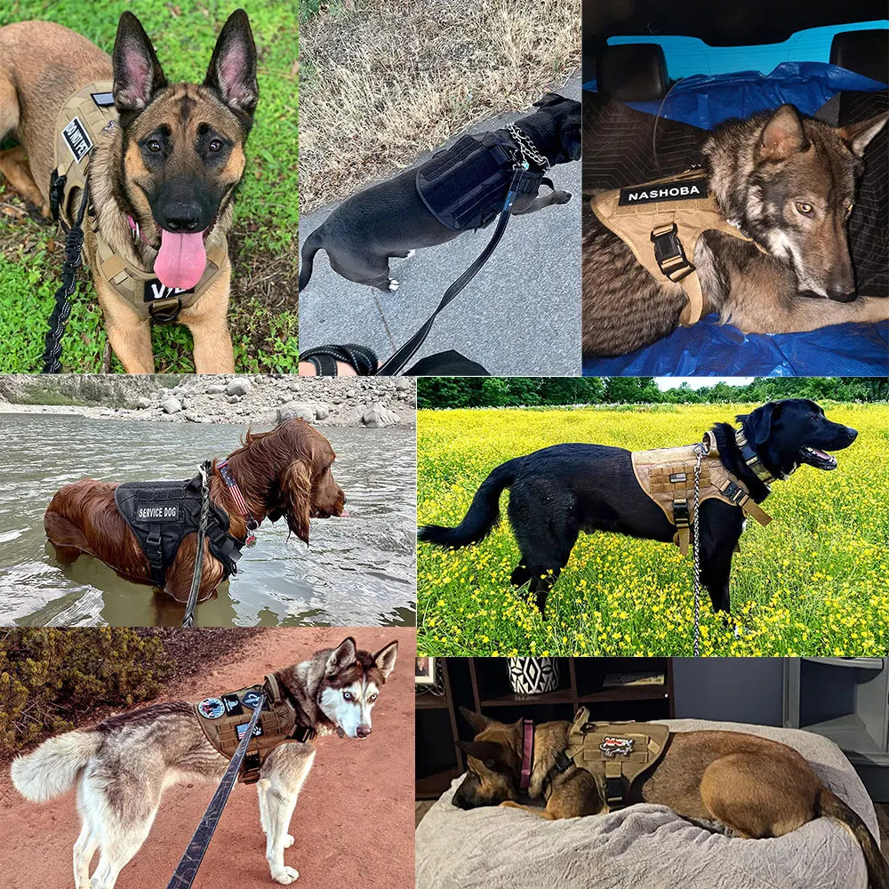 Dog Harness And Leash Set For German Shepherd And Malinois