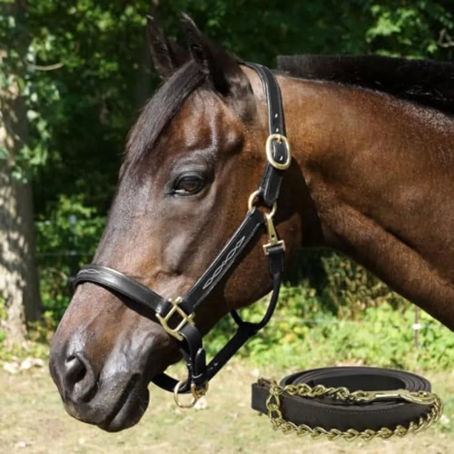 Premium Leather Equestrian Halter And Matching Lead With Padded Comfort